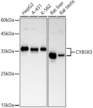 Western Blot: CYB5R3 Antibody (7P3Z3) [NBP3-33219] - Western blot analysis of various lysates, using CYB5R3 Rabbit mAb at 1:1000 dilution.Secondary antibody: HRP-conjugated Goat anti-Rabbit IgG (H+L) at 1:10000 dilution.Lysates/proteins: 25ug  per lane.Blocking buffer: 3% nonfat dry milk in TBST.Detection: ECL Basic Kit.Exposure time: 30s.