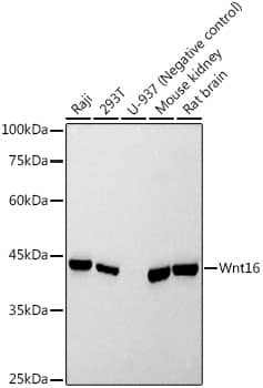 Western Blot: Wnt16 Antibody (5I0E4) [NBP3-33220] - Western blot analysis of various lysates using Wnt16 Rabbit mAb at 1:500 dilution.Secondary antibody: HRP-conjugated Goat anti-Rabbit IgG (H+L) at 1:10000 dilution.Lysates/proteins: 25ug per lane.Blocking buffer: 3% nonfat dry milk in TBST.Detection: ECL Basic Kit.Exposure time: 10s.