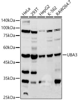 Western Blot: UBA3 Antibody (2D2J6) [NBP3-33221] - Western blot analysis of various lysates using UBA3 Rabbit mAb at 1:500 dilution.Secondary antibody: HRP-conjugated Goat anti-Rabbit IgG (H+L) at 1:10000 dilution.Lysates/proteins: 25ug per lane.Blocking buffer: 3% nonfat dry milk in TBST.Detection: ECL Basic Kit.Exposure time: 30s.