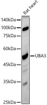 Western Blot: UBA3 Antibody (2D2J6) [NBP3-33221] - Western blot analysis of lysates from Rat heart, using UBA3 Rabbit mAb at 1:500 dilution.Secondary antibody: HRP-conjugated Goat anti-Rabbit IgG (H+L) at 1:10000 dilution.Lysates/proteins: 25ug per lane.Blocking buffer: 3% nonfat dry milk in TBST.Detection: ECL Basic Kit.Exposure time: 180s.