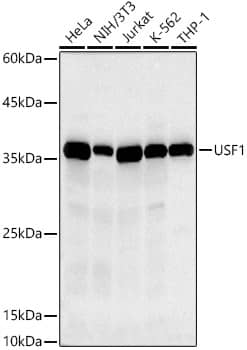 Western Blot: USF1 Antibody (6A0C9) [NBP3-33222] - Western blot analysis of various lysates using USF1 Rabbit mAb at 1:500 dilution.Secondary antibody: HRP-conjugated Goat anti-Rabbit IgG (H+L) at 1:10000 dilution.Lysates/proteins: 25ug per lane.Blocking buffer: 3% nonfat dry milk in TBST.Detection: ECL Basic Kit.Exposure time: 30s.