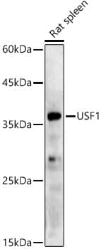 Western Blot: USF1 Antibody (6A0C9) [NBP3-33222] - Western blot analysis of lysates from Rat spleen, using USF1 Rabbit mAb at 1:500 dilution.Secondary antibody: HRP-conjugated Goat anti-Rabbit IgG (H+L) at 1:10000 dilution.Lysates/proteins: 25ug per lane.Blocking buffer: 3% nonfat dry milk in TBST.Detection: ECL Basic Kit.Exposure time: 180s.