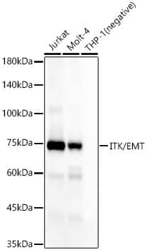 Western Blot: ITK Antibody (7K2Z9) [NBP3-33227] - Western blot analysis of various lysates, using ITK Rabbit mAb at 1:5000 dilution.Secondary antibody: HRP-conjugated Goat anti-Rabbit IgG (H+L) at 1:10000 dilution.Lysates/proteins: 25ug per lane.Blocking buffer: 3% nonfat dry milk in TBST.Detection: ECL Basic Kit.Exposure time: 180s.