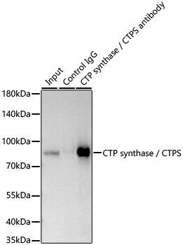 Immunoprecipitation: CTP synthase Antibody (9T4J2) [NBP3-33229] - Immunoprecipitation of CTP synthase from 300 ug extracts of HeLa cells was performed using 0.5 ug of CTP synthase Rabbit mAb . Rabbit Control IgG was used to precipitate the Control IgG sample. IP samples were eluted with 1X Laemmli Buffer. The Input lane represents 10% of the total input. Western blot analysis of immunoprecipitates was conducted using CTP synthase Rabbit mAb at a dilution of 1:500.