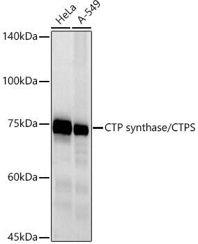 Western Blot CTP synthase Antibody (9T4J2)