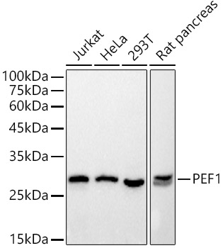 Western Blot: Peflin Antibody (1X2R7) [NBP3-33231] - Western blot analysis of various lysates using Peflin Rabbit mAb at 1:500 dilution.Secondary antibody: HRP-conjugated Goat anti-Rabbit IgG (H+L) at 1:10000 dilution.Lysates/proteins: 25ug per lane.Blocking buffer: 3% nonfat dry milk in TBST.Detection: ECL Basic Kit.Exposure time: 1s.