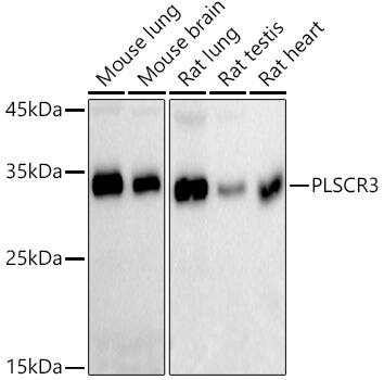 Western Blot PLSCR3 Antibody (4V2P5)