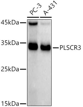 Western Blot: PLSCR3 Antibody (4V2P5) [NBP3-33232] - Western blot analysis of various lysates using PLSCR3 Rabbit mAb at 1:1000 dilution.Secondary antibody: HRP-conjugated Goat anti-Rabbit IgG (H+L) at 1:10000 dilution.Lysates/proteins: 25ug per lane.Blocking buffer: 3% nonfat dry milk in TBST.Detection: ECL Basic Kit.Exposure time: 180s.