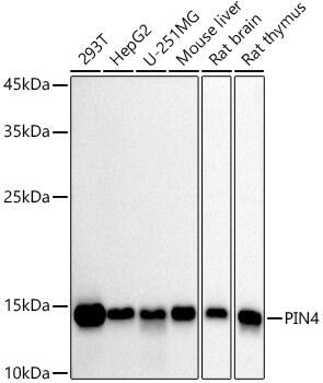 Western Blot: PIN4 Antibody (9I1T8) [NBP3-33233] - Western blot analysis of various lysates using PIN4 Rabbit mAb at 1:1000 dilution.Secondary antibody: HRP-conjugated Goat anti-Rabbit IgG (H+L) at 1:10000 dilution.Lysates/proteins: 25ug per lane.Blocking buffer: 3% nonfat dry milk in TBST.Detection: ECL Basic Kit.Exposure time: 30s.