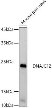 Western Blot: DNAJC12 Antibody (1A3U8) [NBP3-33236] - Western blot analysis of lysates from Mouse pancreas, using DNAJC12 Rabbit mAb at 1:1000 dilution.Secondary antibody: HRP-conjugated Goat anti-Rabbit IgG (H+L) at 1:10000 dilution.Lysates/proteins: 25ug per lane.Blocking buffer: 3% nonfat dry milk in TBST.Detection: ECL Basic Kit.Exposure time: 30s.