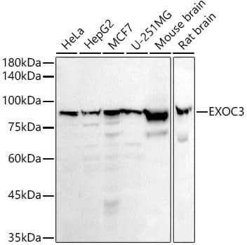 Western Blot: SEC6 Antibody (1Z3J5) [NBP3-33237] - Western blot analysis of various lysates using SEC6 Rabbit mAb at 1:1000 dilution.Secondary antibody: HRP-conjugated Goat anti-Rabbit IgG (H+L) at 1:10000 dilution.Lysates/proteins: 25ug per lane.Blocking buffer: 3% nonfat dry milk in TBST.Detection: ECL Basic Kit.Exposure time: 180s.