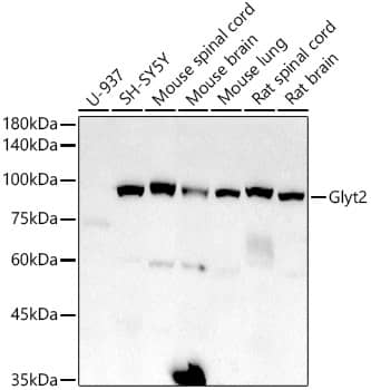 Western Blot GlyT2/SLC6A5 Antibody (1K1B2)