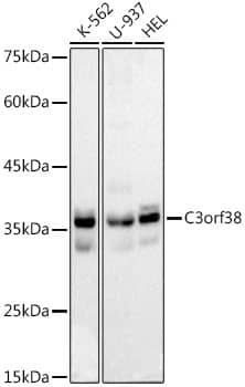 Western Blot C3orf38 Antibody (8B8F8)