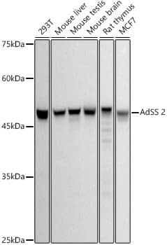 Western Blot: Adenylosuccinate Synthase Antibody (1P8D9) [NBP3-33245] - Western blot analysis of various lysates using Adenylosuccinate Synthase Rabbit mAb at 1:500 dilution.Secondary antibody: HRP-conjugated Goat anti-Rabbit IgG (H+L) at 1:10000 dilution.Lysates/proteins: 25ug per lane.Blocking buffer: 3% nonfat dry milk in TBST.Detection: ECL Basic Kit.Exposure time: 10s.