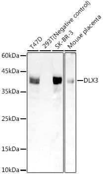 Western Blot: DLX3 Antibody (9W6N0) [NBP3-33246] - Western blot analysis of various lysates, using DLX3 Rabbit mAb at 1:1000 dilution.Secondary antibody: HRP-conjugated Goat anti-Rabbit IgG (H+L) at 1:10000 dilution.Lysates/proteins: 25ug per lane.Blocking buffer: 3% nonfat dry milk in TBST.Detection: ECL Basic Kit.Negative control (NC): 293TExposure time: 90s.