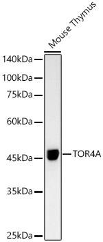 Western Blot: Torsin-4A Antibody (1V7P0) [NBP3-33247] - Western blot analysis of lysates from Mouse Thymus, using Torsin-4A Rabbit mAb at 1 : 1000 dilution.Secondary antibody: HRP-conjugated Goat anti-Rabbit IgG (H+L) at 1:10000 dilution.Lysates/proteins: 25ug per lane.Blocking buffer: 3% nonfat dry milk in TBST.Detection: ECL Basic Kit.Exposure time: 90s.