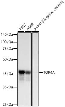 Western Blot: Torsin-4A Antibody (1V7P0) [NBP3-33247] - Western blot analysis of various lysates, using Torsin-4A Rabbit mAb at 1 : 1000 dilution.Secondary antibody: HRP-conjugated Goat anti-Rabbit IgG (H+L) at 1:10000 dilution.Lysates/proteins: 25ug per lane.Blocking buffer: 3% nonfat dry milk in TBST.Detection: ECL Basic Kit.Exposure time: 3s.