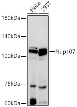 Western Blot: Nucleoporin 107 Antibody (8E6H4) [NBP3-33250] - Western blot analysis of various lysates using Nucleoporin 107 Rabbit mAb at 1:500 dilution.Secondary antibody: HRP-conjugated Goat anti-Rabbit IgG (H+L) at 1:10000 dilution.Lysates/proteins: 25ug per lane.Blocking buffer: 3% nonfat dry milk in TBST.Detection: ECL Basic Kit.Exposure time: 60s.