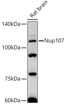 Western Blot: Nucleoporin 107 Antibody (8E6H4) [NBP3-33250] - Western blot analysis of lysates from Rat brain, using Nucleoporin 107 Rabbit mAb at 1:500 dilution.Secondary antibody: HRP-conjugated Goat anti-Rabbit IgG (H+L) at 1:10000 dilution.Lysates/proteins: 25ug per lane.Blocking buffer: 3% nonfat dry milk in TBST.Detection: ECL Basic Kit.Exposure time: 180s.