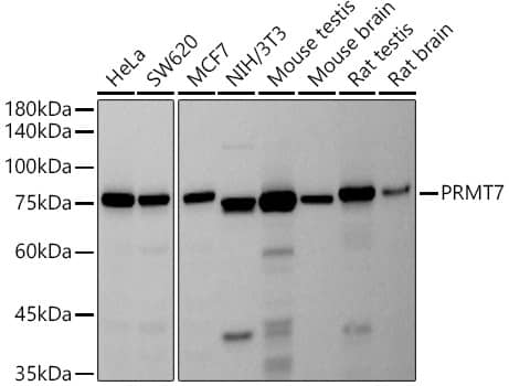 Western Blot: PRMT7 Antibody (5Q10S6) [NBP3-33258] - Western blot analysis of various lysates using PRMT7 Rabbit mAb at 1:500 dilution.Secondary antibody: HRP-conjugated Goat anti-Rabbit IgG (H+L) at 1:10000 dilution.Lysates/proteins: 25ug per lane.Blocking buffer: 3% nonfat dry milk in TBST.Detection: ECL Basic Kit.Exposure time: 30s.