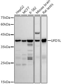 Western Blot UFD1L Antibody (7K8E2)