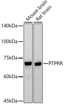 Western Blot: PCPTP1 Antibody (5R6L5) [NBP3-33262] - Western blot analysis of various lysates using PCPTP1 Rabbit mAb at 1:1000 dilution.Secondary antibody: HRP-conjugated Goat anti-Rabbit IgG (H+L) at 1:10000 dilution.Lysates/proteins: 25ug per lane.Blocking buffer: 3% nonfat dry milk in TBST.Detection: ECL Basic Kit.Exposure time: 30s.