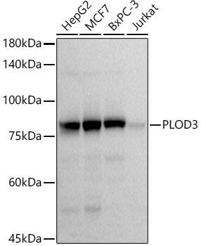 Western Blot: PLOD3 Antibody (5R6Q9) [NBP3-33264] - Western blot analysis of various lysates using PLOD3 Rabbit mAb at1:1000 dilution.Secondary antibody: HRP-conjugated Goat anti-Rabbit IgG (H+L) at1:10000 dilution.Lysates/proteins: 25ug per lane.Blocking buffer: 3% nonfat dry milk in TBST.Detection: ECL Basic Kit.Exposure time: 3s.