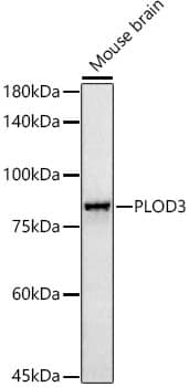 Western Blot: PLOD3 Antibody (5R6Q9) [NBP3-33264] - Western blot analysis of lysates from Mouse brain, using PLOD3 Rabbit mAb at1:1000 dilution.Secondary antibody: HRP-conjugated Goat anti-Rabbit IgG (H+L) at1:10000 dilution.Lysates/proteins: 25ug per lane.Blocking buffer: 3% nonfat dry milk in TBST.Detection: ECL Basic Kit.Exposure time: 180s.