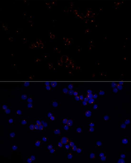 Immunocytochemistry/ Immunofluorescence: FGFR1OP Antibody (2T2F9) [NBP3-33266] - Immunofluorescence analysis of U-937 cells using FGFR1OP Rabbit mAb at dilution of 1:50 (40x lens). Secondary antibody: Cy3-conjugated Goat anti-Rabbit IgG (H+L) at 1:500 dilution. Blue: DAPI for nuclear staining.