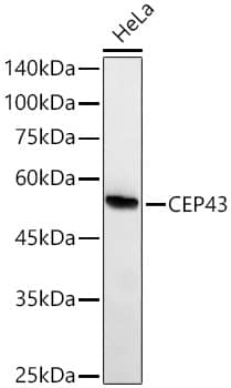 Western Blot: FGFR1OP Antibody (2T2F9) [NBP3-33266] - Western blot analysis of lysates from HeLa cells using FGFR1OP Rabbit mAb at 1:1000 dilution incubated overnight at 4C.Secondary antibody: HRP-conjugated Goat anti-Rabbit IgG (H+L) at 1:10000 dilution.Lysates/proteins: 25 ug per lane.Blocking buffer: 3% nonfat dry milk in TBST.Detection: ECL Basic Kit.Exposure time: 90s.