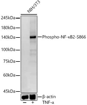 Western Blot: NFkB2/NFkB p100 [p Ser866] Antibody (1J7E2) [NBP3-33274] - Western blot analysis of lysates from NIH/3T3 cells, using NFkB2/NFkB p100 Rabbit mAb at 1:500 dilution. NIH/3T3 cells were treated by TNF-alpha (20 ng/ml) at 37C for 30 minutes.Secondary antibody: HRP-conjugated Goat anti-Rabbit IgG (H+L) at 1:10000 dilution.Lysates/proteins: 25ug per lane.Blocking buffer: 3% nonfat dry milk in TBST.Detection: ECL Basic Kit.Exposure time: 30s.