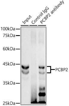 Immunoprecipitation: PCBP2 Antibody (4K6I6) [NBP3-33275] - Immunoprecipitation analysis of 300ug extracts of HeLa cells using PCBP2 antibody. Western blot was performed from the immunoprecipitate using hnRNP E2/PCBP2 antibody at a dilution of 1:1000.
