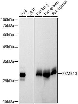 Western Blot: PSMB10/MECL1 Antibody (3J3G5) [NBP3-33276] - Western blot analysis of various lysates using PSMB10/MECL1 Rabbit mAb at1:1000 dilution.Secondary antibody: HRP-conjugated Goat anti-Rabbit IgG (H+L) at 1:10000 dilution.Lysates/proteins: 25ug per lane.Blocking buffer: 3% nonfat dry milk in TBST.Detection: ECL Basic Kit.Exposure time: 30s.