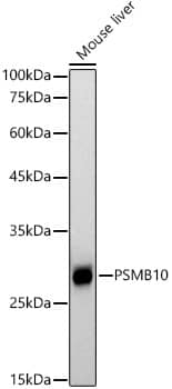 Western Blot: PSMB10/MECL1 Antibody (3J3G5) [NBP3-33276] - Western blot analysis of lysates from Mouse liver, using PSMB10/MECL1 Rabbit mAb at1:1000 dilution.Secondary antibody: HRP-conjugated Goat anti-Rabbit IgG (H+L) at 1:10000 dilution.Lysates/proteins: 25ug per lane.Blocking buffer: 3% nonfat dry milk in TBST.Detection: ECL Basic Kit.Exposure time: 90s.