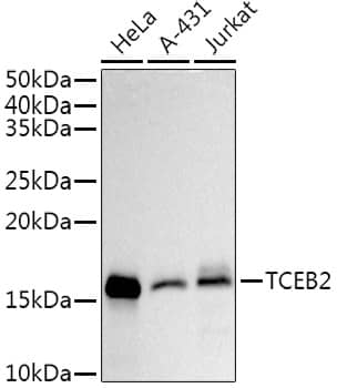 Western Blot: TCEB2 Antibody (7T5C1) [NBP3-33277] - Western blot analysis of various lysates using TCEB2 Rabbit mAb at1:1000 dilution.Secondary antibody: HRP-conjugated Goat anti-Rabbit IgG (H+L) at 1:10000 dilution.Lysates/proteins: 25ug per lane.Blocking buffer: 3% nonfat dry milk in TBST.Detection: ECL Basic Kit.Exposure time: 45s.