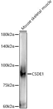 Western Blot: CSDE1 Antibody (1N9F6) [NBP3-33278] - Western blot analysis of lysates from Mouse skeletal muscle, using CSDE1 Rabbit mAb at1:1000 dilution.Secondary antibody: HRP-conjugated Goat anti-Rabbit IgG (H+L) at 1:10000 dilution.Lysates/proteins: 25ug per lane.Blocking buffer: 3% nonfat dry milk in TBST.Detection: ECL Enhanced Kit.Exposure time: 180s.