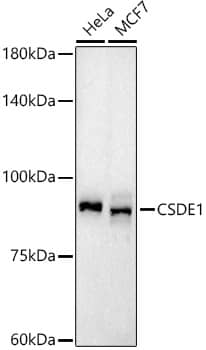 Western Blot: CSDE1 Antibody (1N9F6) [NBP3-33278] - Western blot analysis of various lysates using CSDE1 Rabbit mAb at1:1000 dilution.Secondary antibody: HRP-conjugated Goat anti-Rabbit IgG (H+L) at 1:10000 dilution.Lysates/proteins: 25ug per lane.Blocking buffer: 3% nonfat dry milk in TBST.Detection: ECL Basic Kit.Exposure time: 180s.