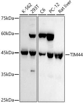 Western Blot: TIMM44 Antibody (8J1F10) [NBP3-33281] - Western blot analysis of various lysates using TIMM44 Rabbit mAb at1:1000 dilution.Secondary antibody: HRP-conjugated Goat anti-Rabbit IgG (H+L) at 1:10000 dilution.Lysates/proteins: 25ug per lane.Blocking buffer: 3% nonfat dry milk in TBST.Detection: ECL Basic Kit.Exposure time: 90s.