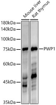 Western Blot: PWP1 Antibody (7G8K0) [NBP3-33282] - Western blot analysis of various lysates using PWP1 Rabbit mAb at1:1000 dilution.Secondary antibody: HRP-conjugated Goat anti-Rabbit IgG (H+L) at 1:10000 dilution.Lysates/proteins: 25ug per lane.Blocking buffer: 3% nonfat dry milk in TBST.Detection: ECL Enhanced Kit.Exposure time: 60s.