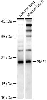 Western Blot: PMF1 Antibody (5X8X1) [NBP3-33283] - Western blot analysis of various lysates using PMF1 Rabbit mAb at1:1000 dilution.Secondary antibody: HRP-conjugated Goat anti-Rabbit IgG (H+L) at 1:10000 dilution.Lysates/proteins: 25ug per lane.Blocking buffer: 3% nonfat dry milk in TBST.Detection: ECL Enhanced Kit.Exposure time: 180s.