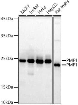 Western Blot: PMF1 Antibody (5X8X1) [NBP3-33283] - Western blot analysis of various lysates using PMF1 Rabbit mAb at1:1000 dilution.Secondary antibody: HRP-conjugated Goat anti-Rabbit IgG (H+L) at 1:10000 dilution.Lysates/proteins: 25ug per lane.Blocking buffer: 3% nonfat dry milk in TBST.Detection: ECL Basic Kit.Exposure time: 90s.