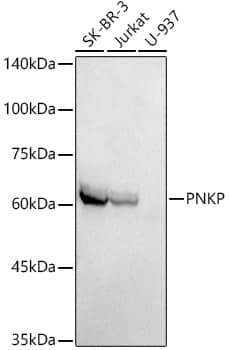 Western Blot: PNK Antibody (7J6Y6) [NBP3-33284] - Western blot analysis of various lysates using PNK Rabbit mAb at1:1000 dilution.Secondary antibody: HRP-conjugated Goat anti-Rabbit IgG (H+L) at 1:10000 dilution.Lysates/proteins: 25ug per lane.Blocking buffer: 3% nonfat dry milk in TBST.Detection: ECL Basic Kit.Exposure time: 180s.