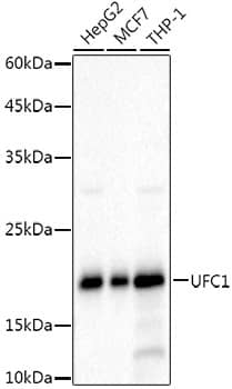 Western Blot: Ufc1 Antibody (8V0X7) [NBP3-33289] - Western blot analysis of various lysates, using Ufc1 Rabbit mAb at 1:1000 dilution.Secondary antibody: HRP-conjugated Goat anti-Rabbit IgG (H+L) at 1:10000 dilution.Lysates/proteins: 25ug per lane.Blocking buffer: 3% nonfat dry milk in TBST.Detection: ECL Basic Kit.Exposure time: 20s.