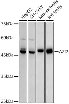 Western Blot: AZI2 Antibody (4Q9V9) [NBP3-33293] - Western blot analysis of various lysates using AZI2 Rabbit mAb at1:1000 dilution.Secondary antibody: HRP-conjugated Goat anti-Rabbit IgG (H+L) at 1:10000 dilution.Lysates/proteins: 25ug per lane.Blocking buffer: 3% nonfat dry milk in TBST.Detection: ECL Basic Kit.Exposure time: 180s.