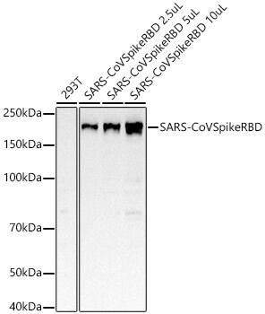 Western Blot Spike Antibody (8H6J10)