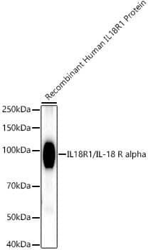 Western Blot: IL18R1 Antibody (1M2M4) [NBP3-33300] - Western blot analysis of Recombinant Human IL-18R1/CD218a Protein, using IL18R1/IL-18 R alpha Rabbit mAb at1:1600 dilution.Secondary antibody: HRP-conjugated Goat anti-Rabbit IgG (H+L) at1:10000 dilution.Lysates/proteins: 10ng per lane.Blocking buffer: 3% nonfat dry milk in TBST.Detection: ECL Basic Kit.Exposure time: 30s.
