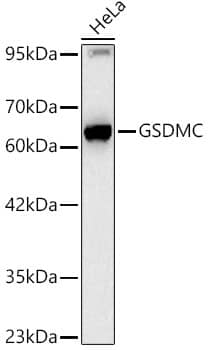 Western Blot Gasdermin-C Antibody (1G8H5)