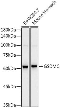 Western Blot Gasdermin-C Antibody (1G8H5)