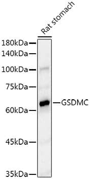 Western Blot Gasdermin-C Antibody (1G8H5)