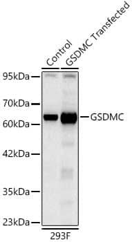 Western Blot: Gasdermin-C Antibody (1G8H5) [NBP3-33302] - Western blot analysis of lysates from type (WT) and 293F cells transfected with GSDMC using GSDMC Rabbit mAb at 1:10000 dilution.Secondary antibody: HRP-conjugated Goat anti-Rabbit IgG (H+L) at 1:10000 dilution.Lysates/proteins: 25μg per lane.Blocking buffer: 3% nonfat dry milk in TBST.Detection: ECL Basic Kit.Exposure time: 30s.